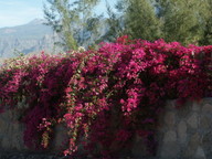 Bougainvillea spectabilis