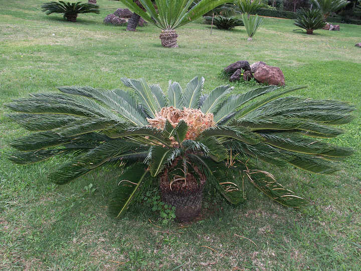 Cycas revoluta