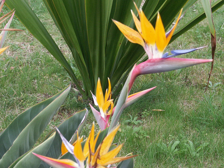 Strelitzia reginae