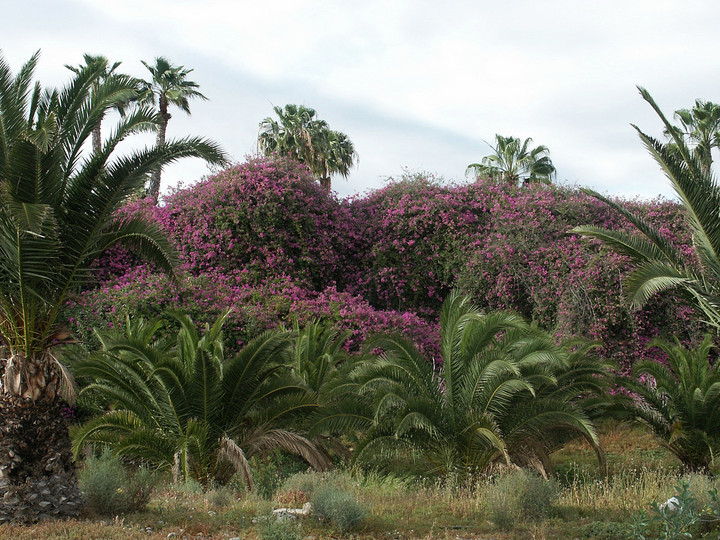 Bougainvillea spectabilis