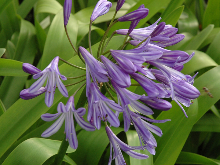 Agapanthus praecox