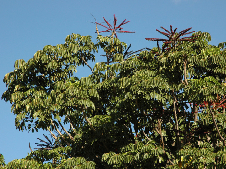 Schefflera actinophylla