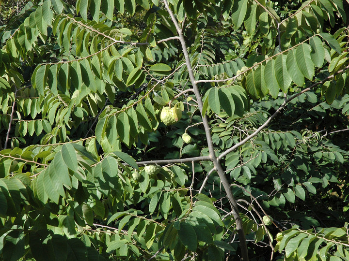 Annona cherimoja