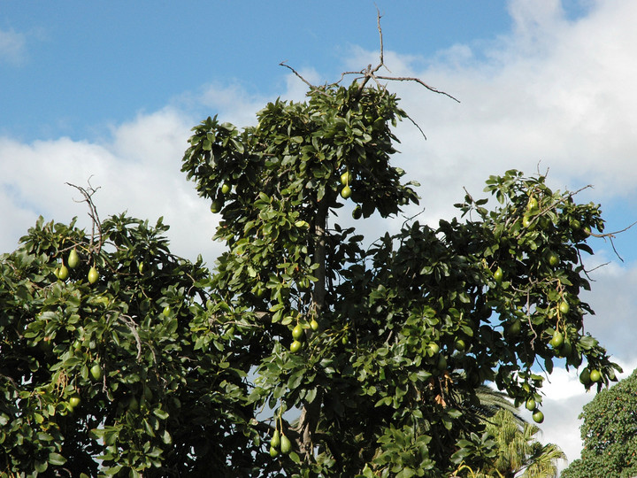 Persea americana