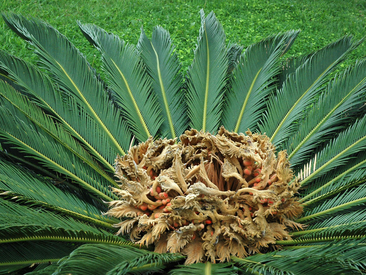 Cycas revoluta