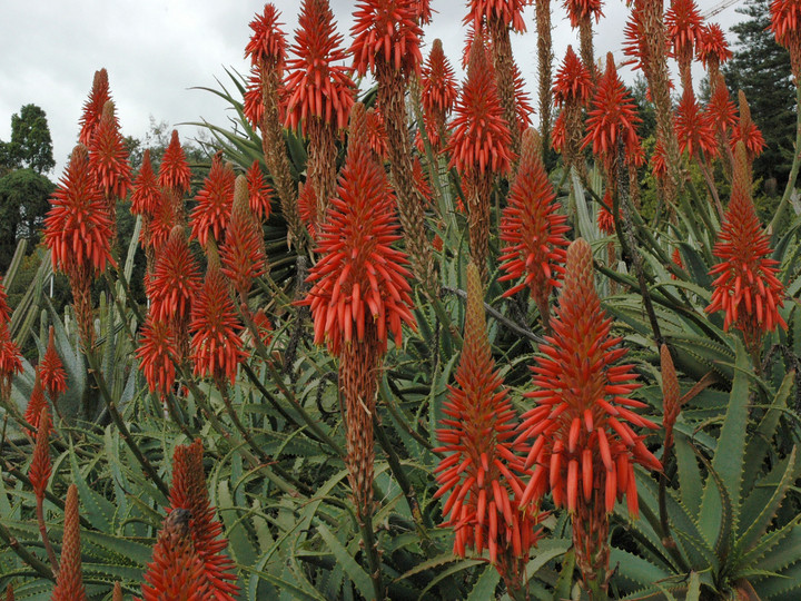 Aloe arborescens