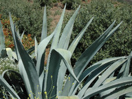 Agave americana