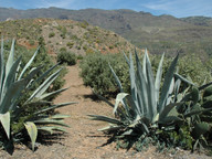 Agave americana