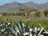 Agave americana