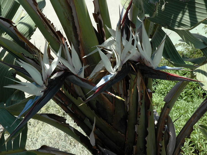 Strelitzia alba