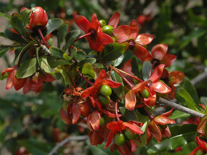 Ochna atropurpurea