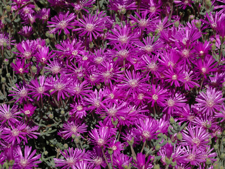 Drosanthemum tuberculiferum