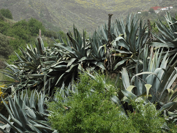 Agave americana