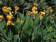 Canna x generalis