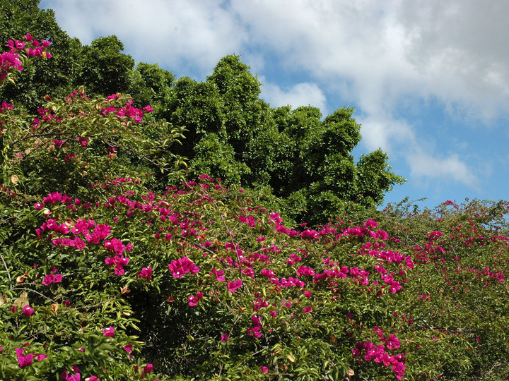 Bougainvillea spectabilis