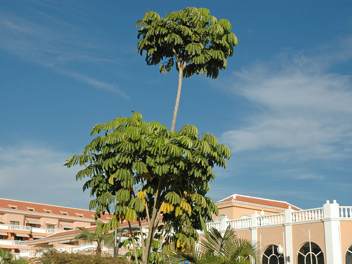 Schefflera actinophylla