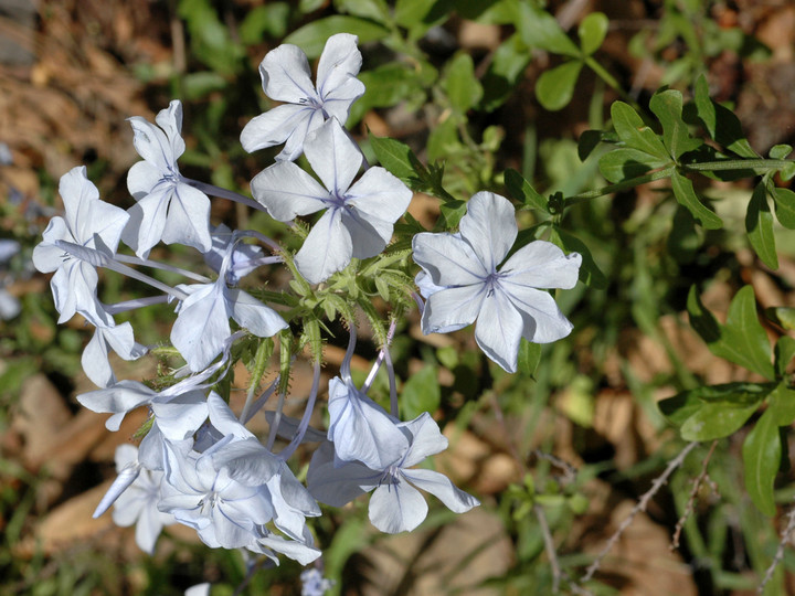 Plumbago articulata