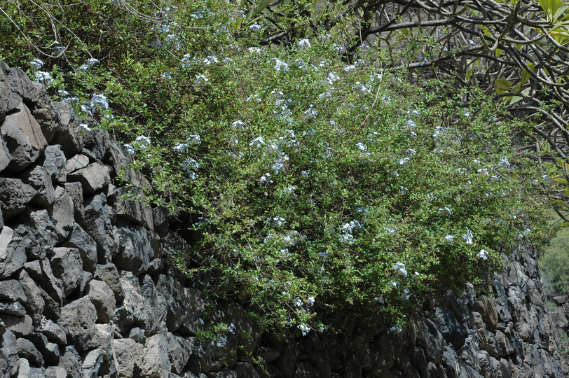 Plumbago articulata