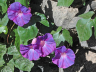 Ipomoea indica