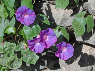 Ipomoea indica