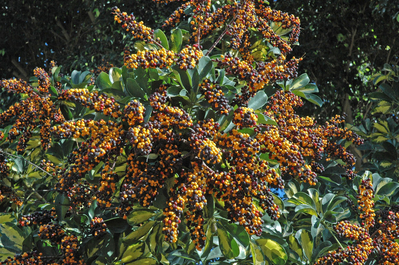 Schefflera arboricola