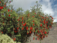 Callistemon viminalis