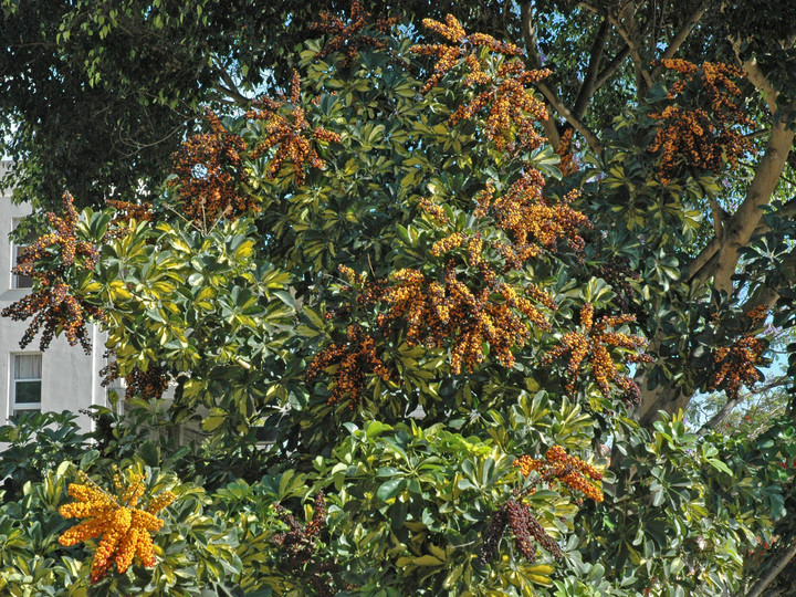 Schefflera arboricola