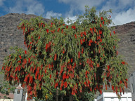 Callistemon viminalis