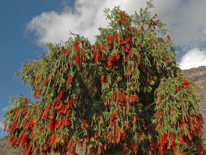 Callistemon viminalis