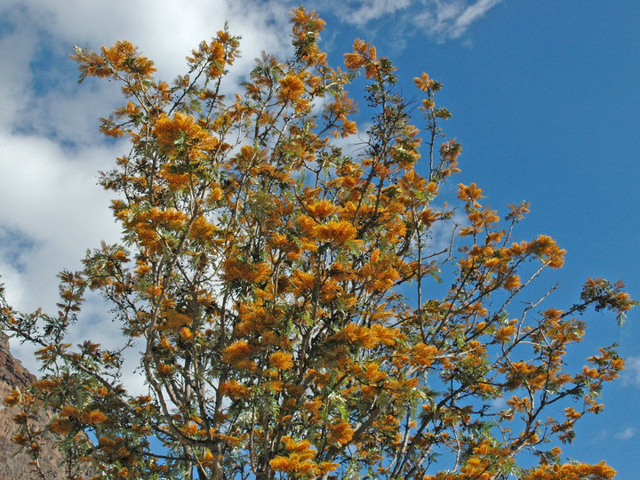 Grevillea robusta