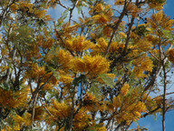 Grevillea robusta