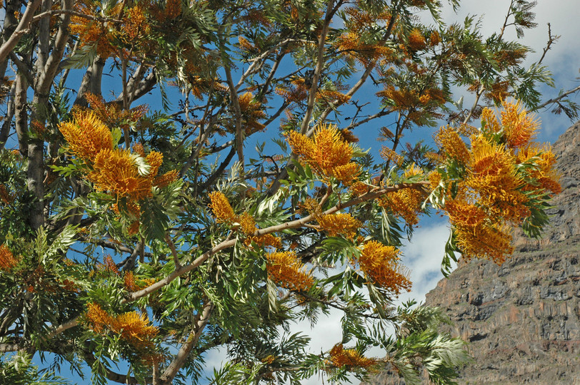 Grevillea robusta