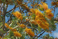 Grevillea robusta