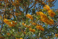 Grevillea robusta