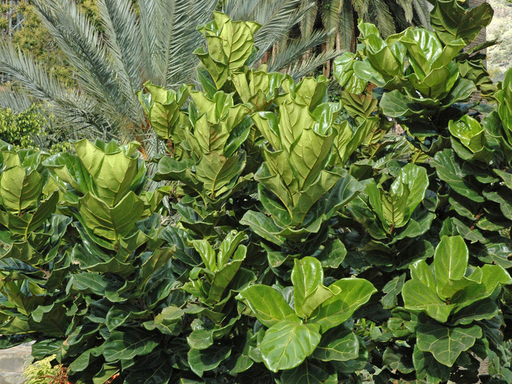 Ficus lyrata