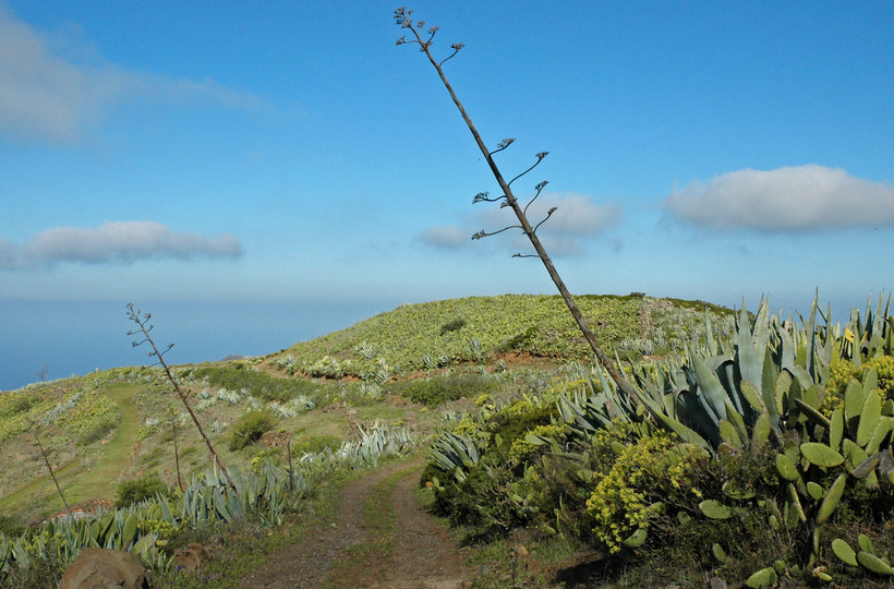 Agave americana