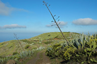 Agave americana