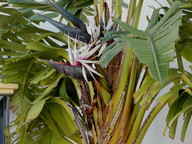 Strelitzia nicolai