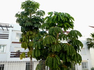 Schefflera actinophylla