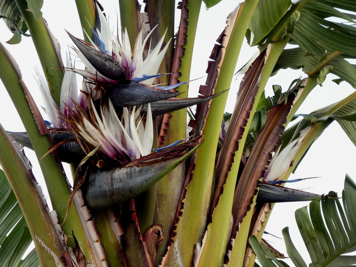 Strelitzia nicolai