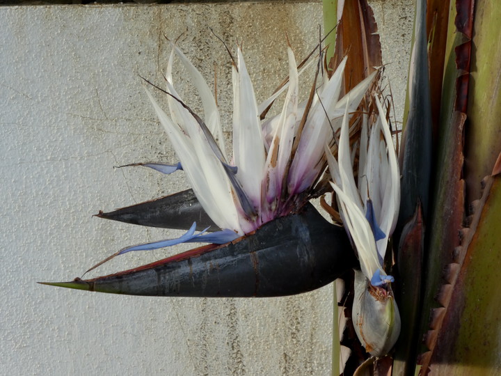 Strelitzia nicolai