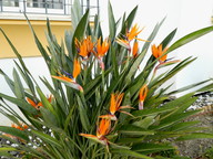 Strelitzia reginae