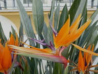 Strelitzia reginae