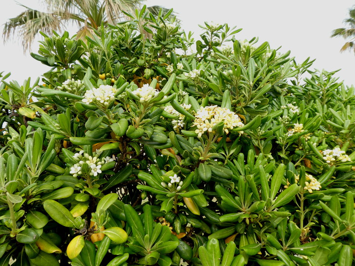 Pittosporum tobira