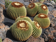 Echinocactus grusonii