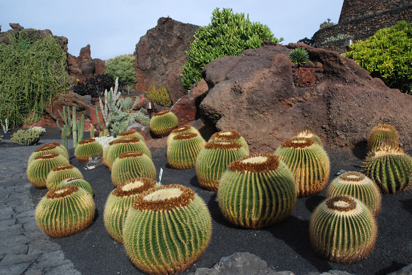 Echinocactus grusonii