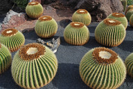 Echinocactus grusonii