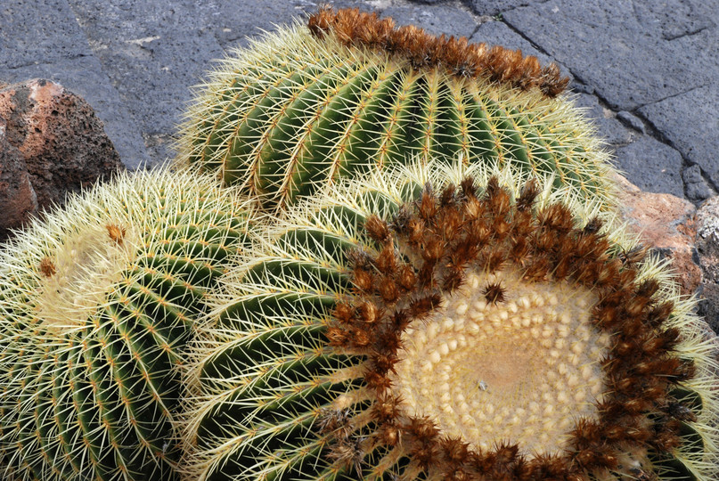 Echinocactus grusonii