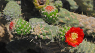 Astrocylindropuntia cylindrica