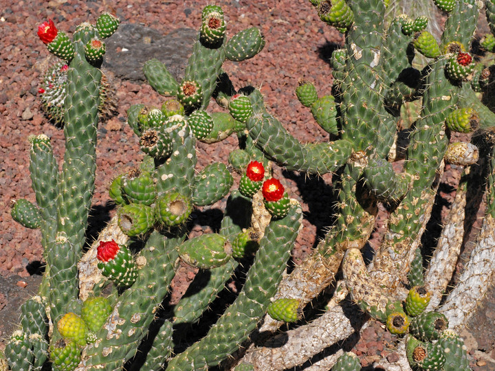 Astrocylindropuntia cylindrica